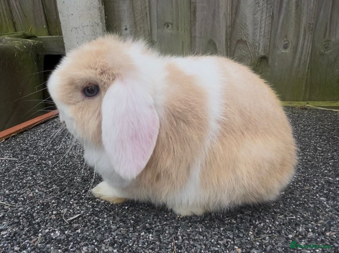 Mini Lop rabbits PEDIGREE MINI LOP BABIES READY TO LEAVE NOW  - Advert 19