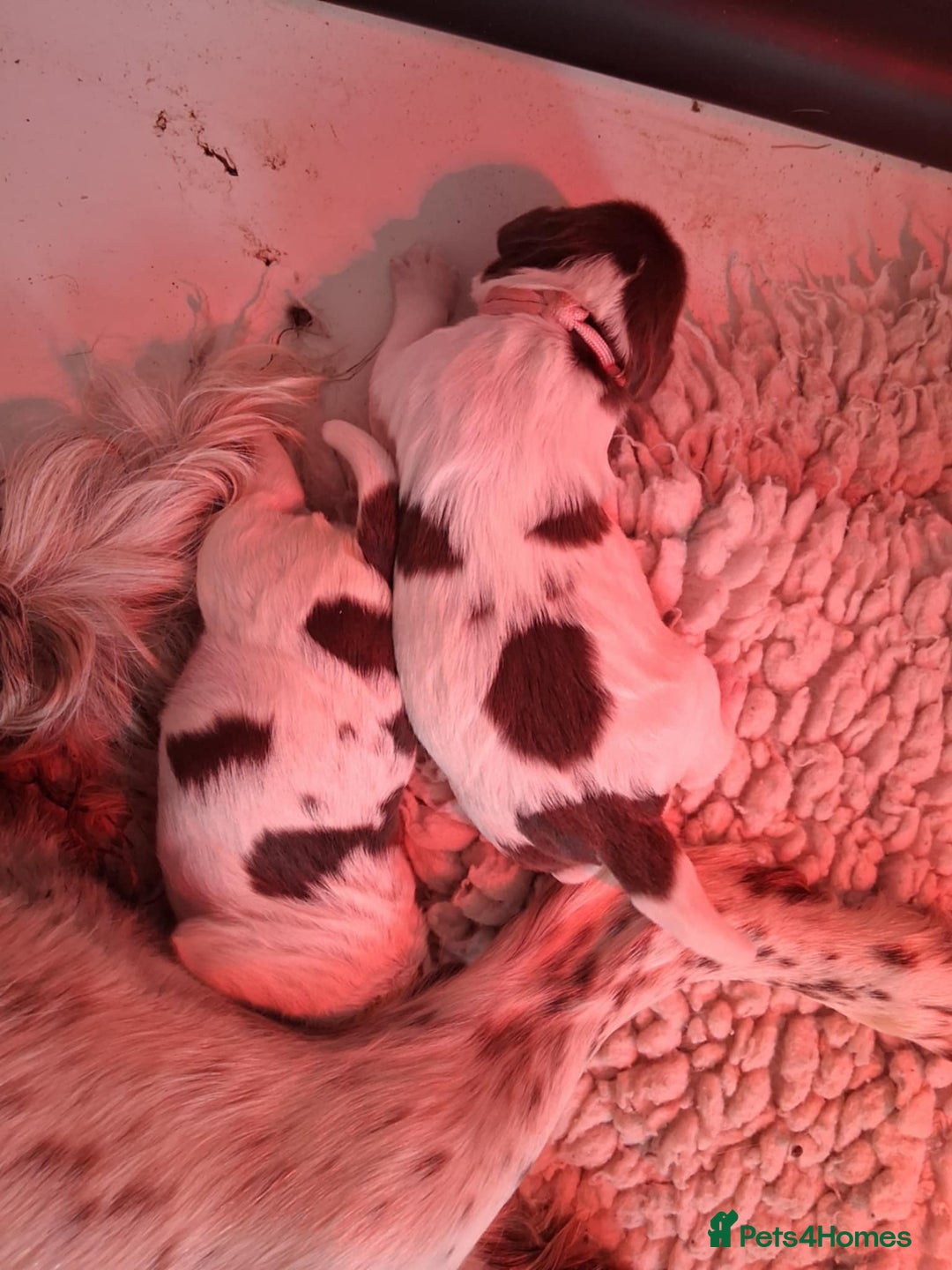 English Springer Spaniel dogs for sale: KC reg, Working Springer spaniel puppies - Image 2