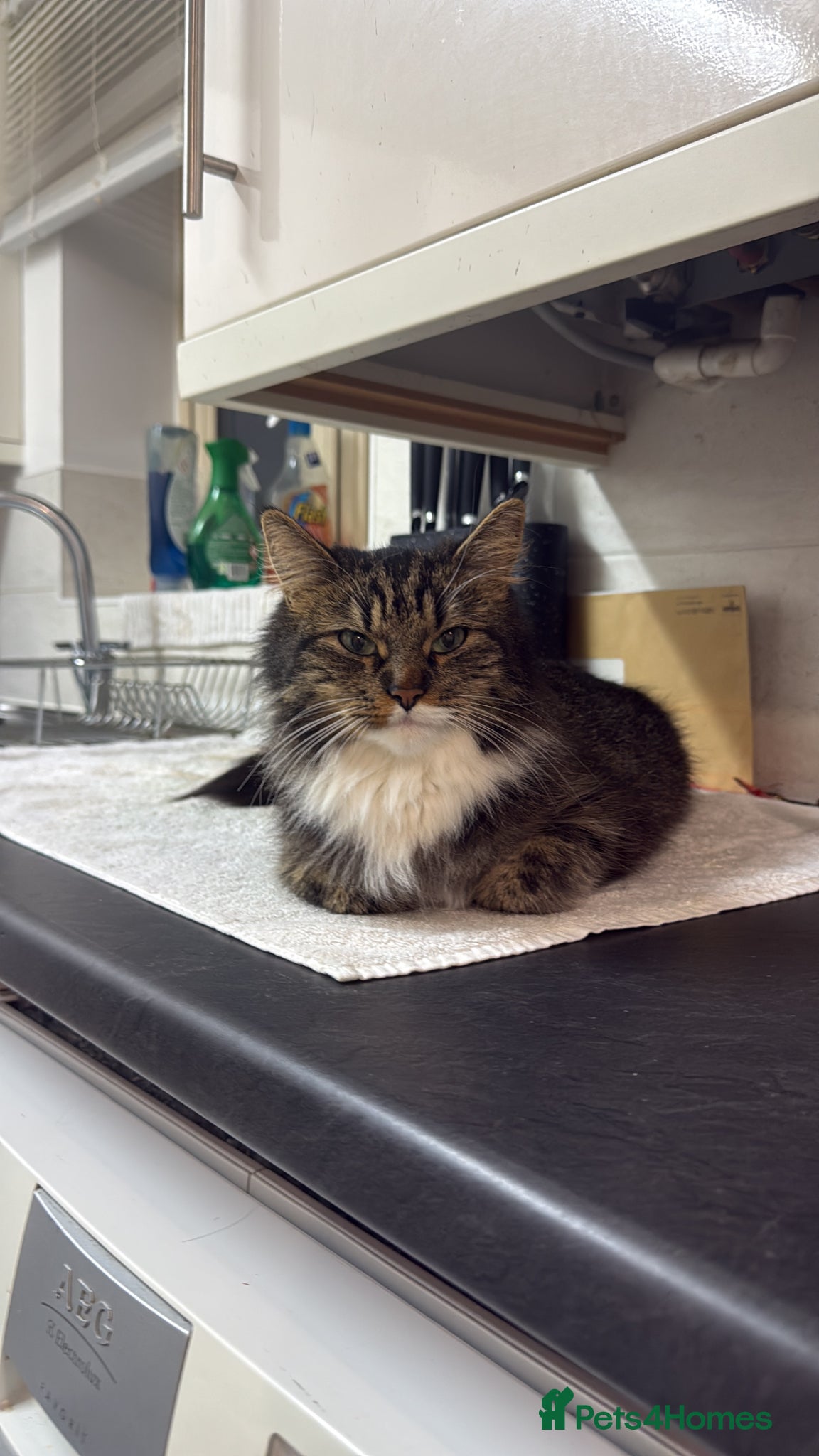 Norwegian Forest Cat cats Two male cats looking for forever home  - Advert 12