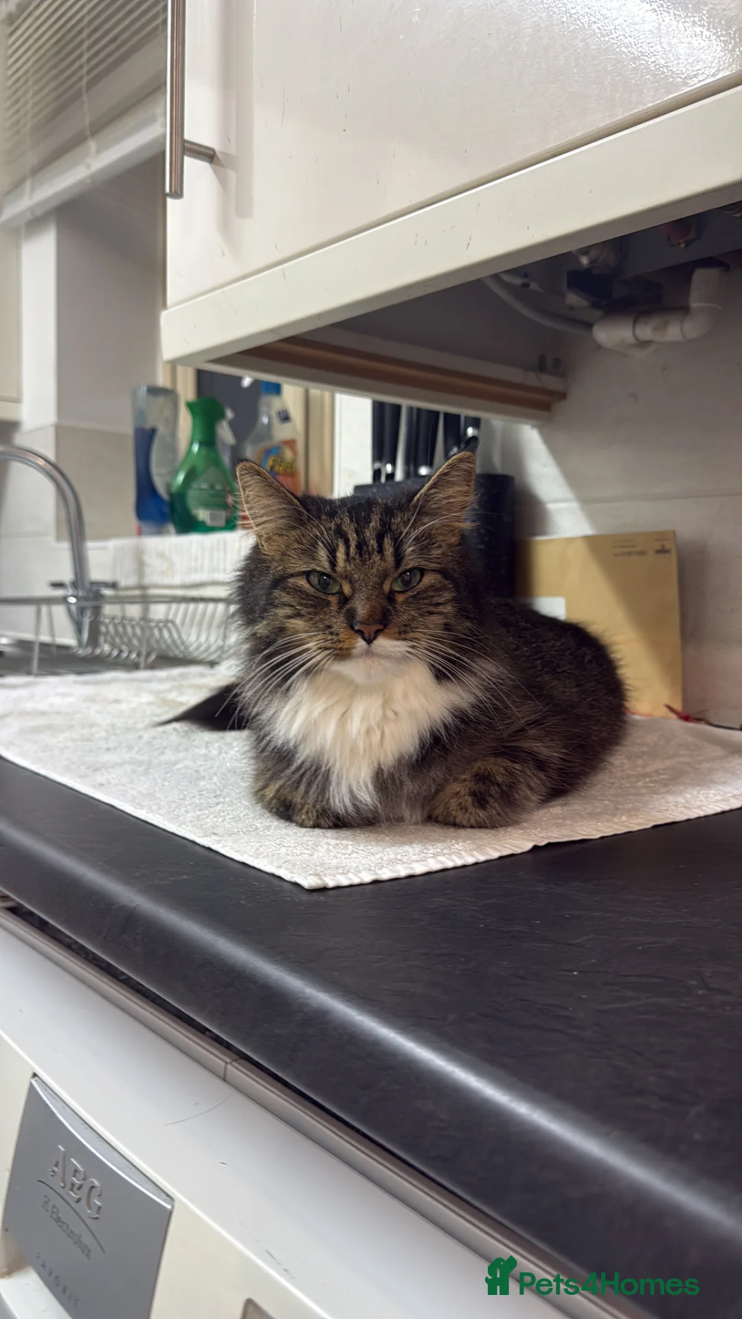 Norwegian Forest Cat cats for sale: Two male cats looking for forever home  in Eastleigh - Advert 1