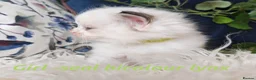 Ragdoll cats for sale: GCCF REGISTERED BEAUTIFUL RAGDOLLS KITTENS  - Advert 24