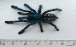 Spiders invertebrates for sale: Caribena Versicolor 5+cm grown on spiderlings - Image 4