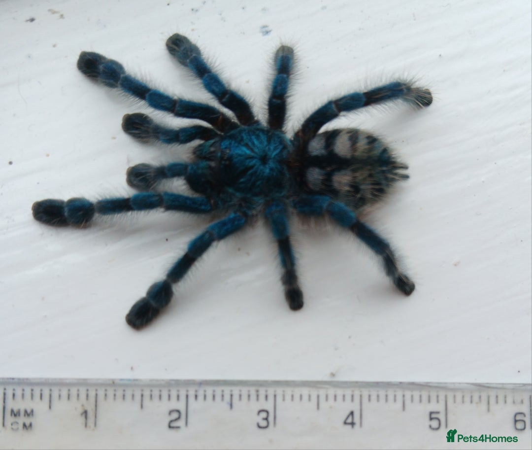 Spiders invertebrates for sale: Caribena Versicolor 5+cm grown on spiderlings - Image 4
