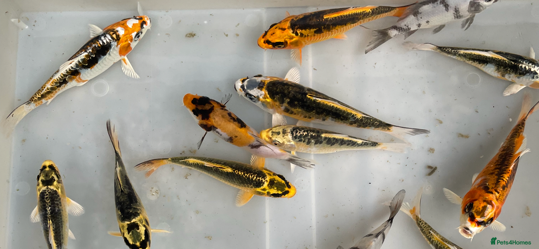 Koi Carp fish for sale: 💥QUALITY KOI CARP COLOURFUL NICE SELECTION💥 - Image 1