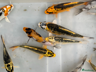 Koi Carp fish - Advert 12