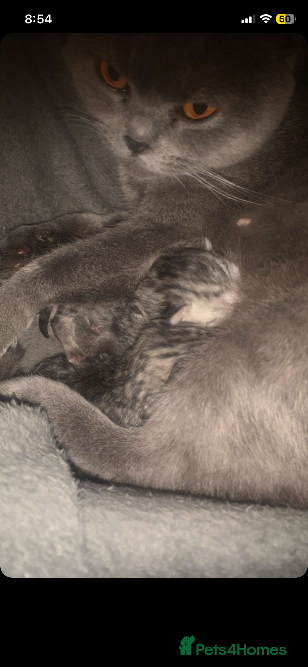 British Shorthair cats for sale: Rare silver tip British shorthair kittens - Advert 2