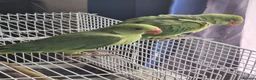 Ringnecks birds for sale: 2 baby ringnecks for sale - Advert 5