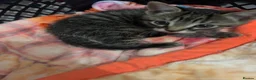 Mixed Breed cats for sale: 4 kittens all very different from each other  - Advert 4