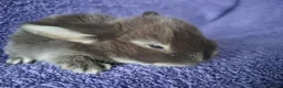 Mini Lop rabbits for sale: Baby mini lop rabbits for sale  - Advert 6