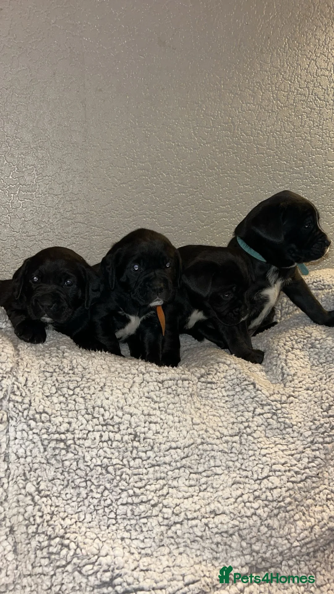 Mixed Breed dogs for sale:  Rare breed Boxador puppies  - Advert 11