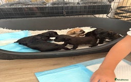 Yorkiepoo dogs for sale: Yorkiepoos - Image 16