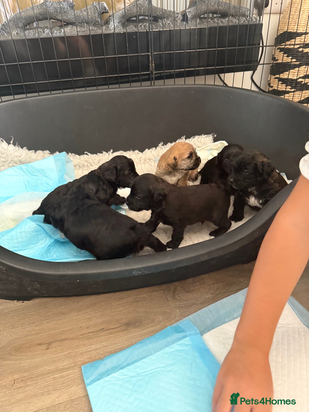 Yorkiepoo dogs for sale: Yorkiepoos - Image 16