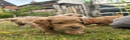 Mini Goldendoodle dogs for sale: Home bred miniature Goldendoodles - Advert 16