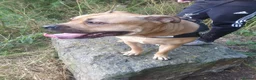 American Bully dogs for sale: Marley looking for his forever home - Advert 5