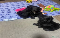 Cockapoo dogs for sale: Very Similar to the cockapoo Sproodle puppies - Image 4