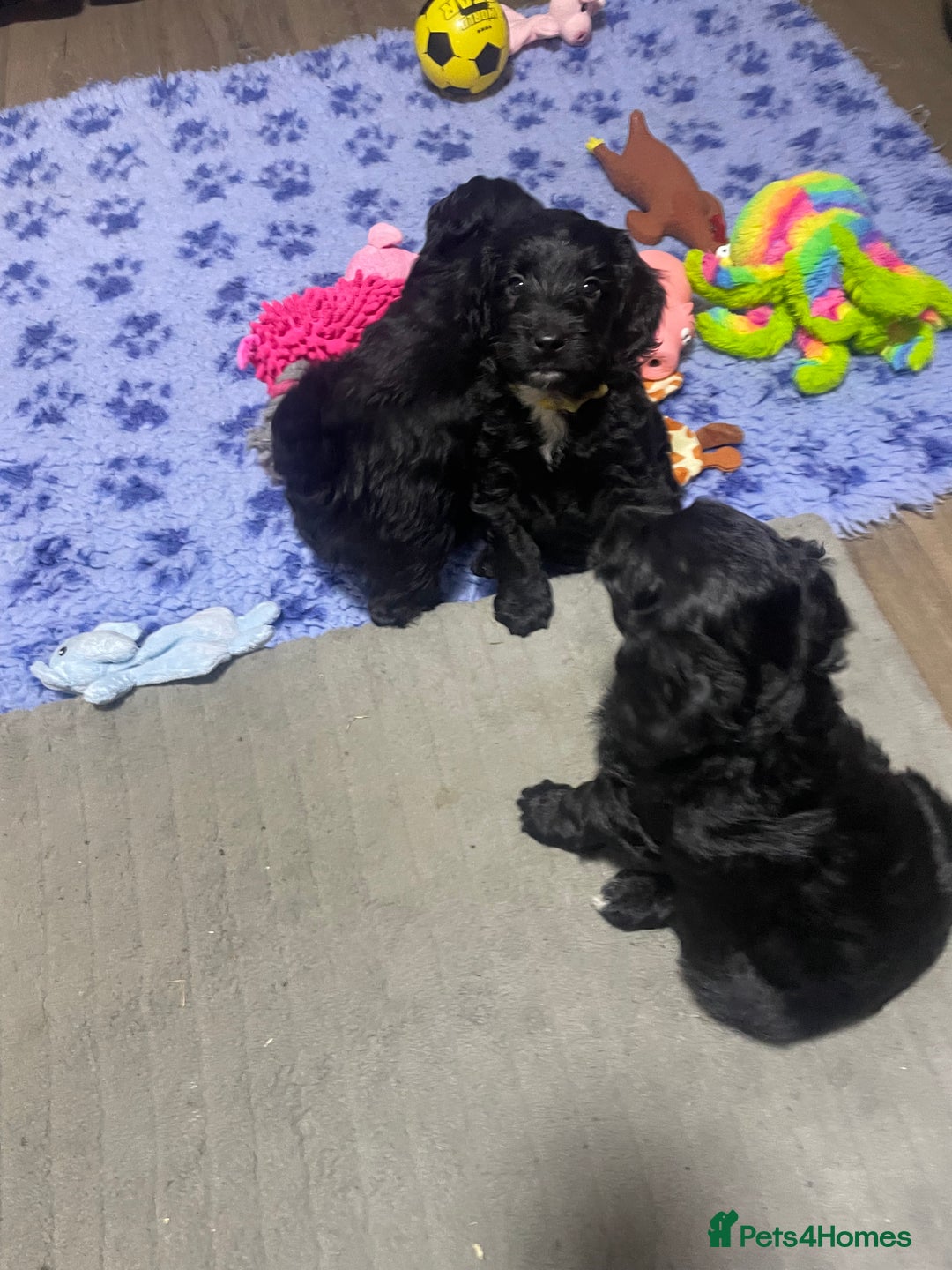 Cockapoo dogs for sale: Very Similar to the cockapoo Sproodle puppies - Image 4