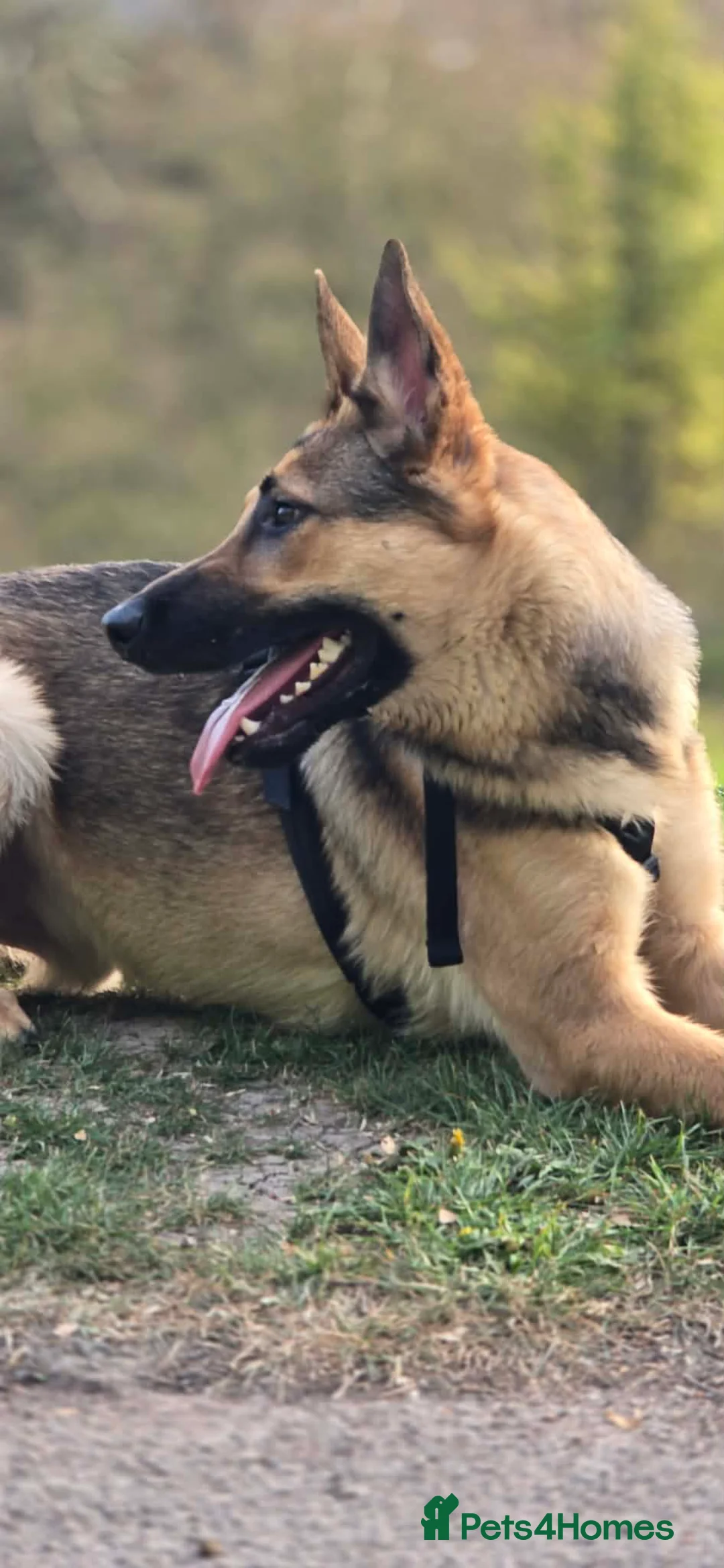 German Shepherd dogs for sale: I am selling German Shepherd, Rex - Advert 3