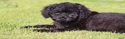 Cavapoo dogs for sale: Beautiful Cavapoo puppies for sale - Advert 21