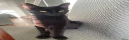 Mixed Breed cats for sale: Gorgeous little female bengal/tabby left in Thame - Advert 10