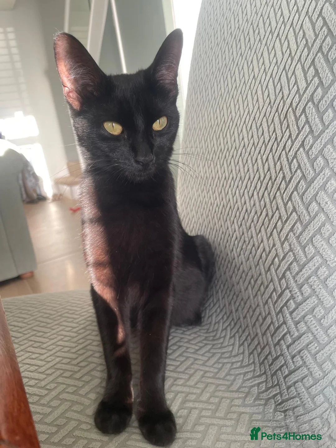 Mixed Breed cats for sale: Gorgeous little female bengal/tabby left in Thame - Advert 10
