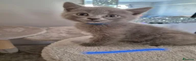 British Shorthair 2