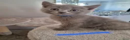British Shorthair cats for sale: British Shorthair x Domestic Shorthair - Advert 9