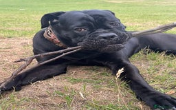 Cane Corso dogs for sale: Cane corso 18 months boy looking for a new home - Image 5