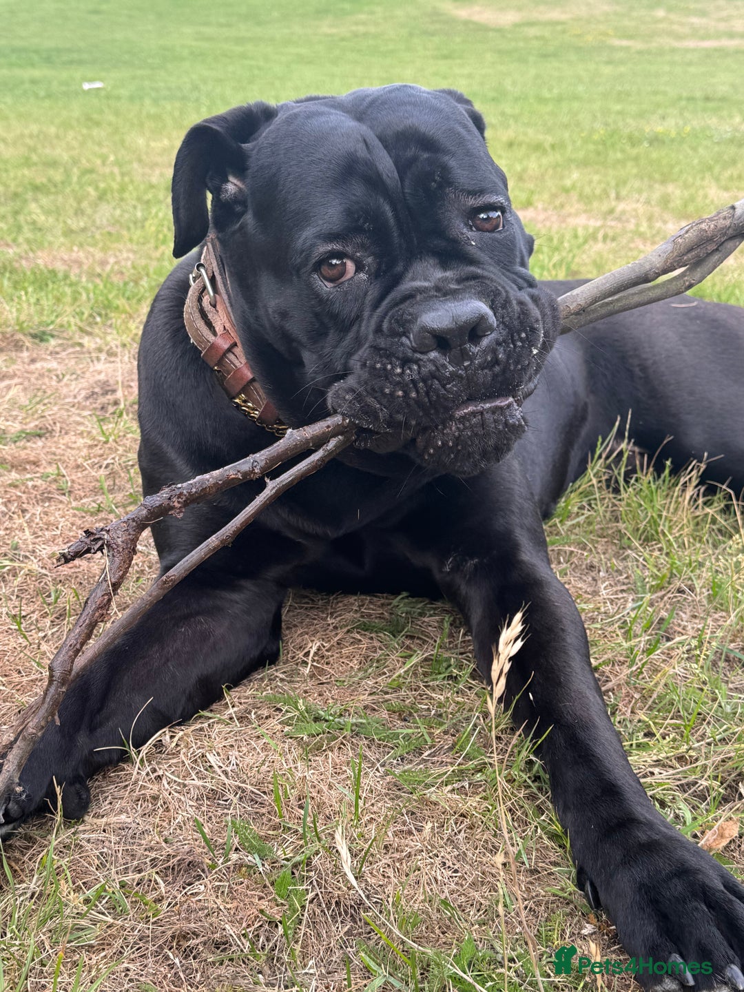 Cane Corso dogs for sale: Cane corso 18 months boy looking for a new home - Image 5