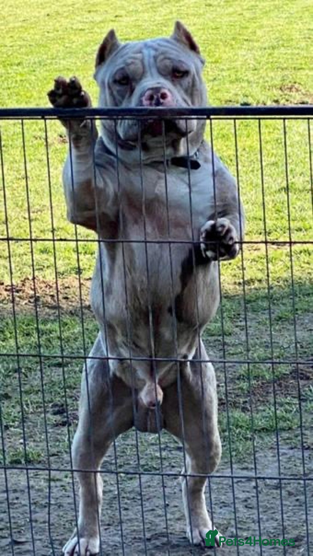 American Bully dogs for stud: ABKC AMERICAN POCKET BULLY - Advert 2