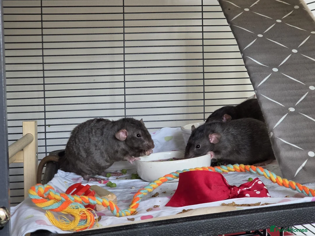 Rat rodents for sale: Male rats for rehoming  - Advert 2