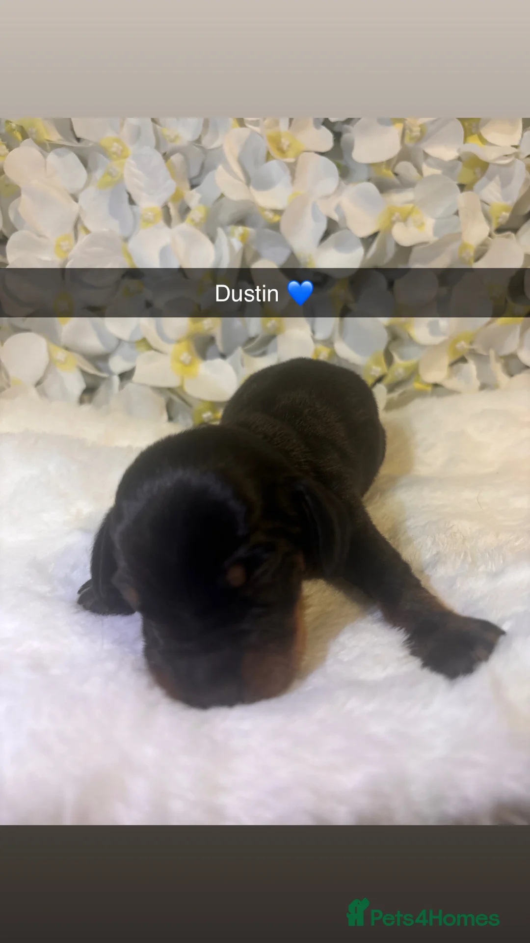 Miniature Dachshund dogs for sale: Miniature Dachshund Puppies 🐶  - Advert 4