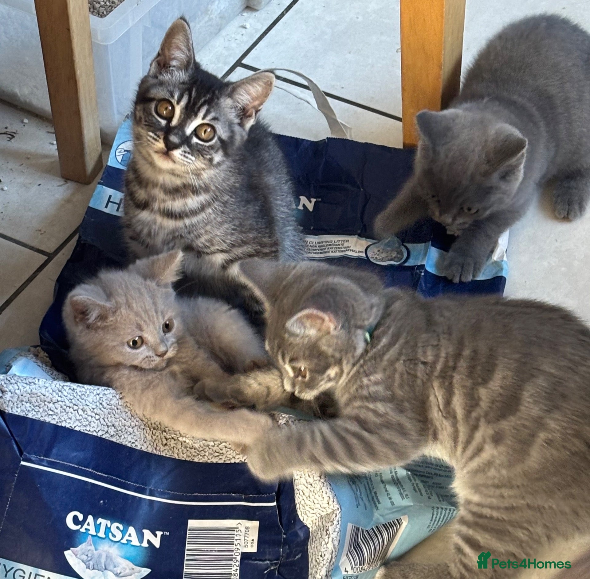 Mixed Breed cats Half bengal half BSH litter  - Advert 1