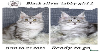 Maine Coon cats - Advert 1