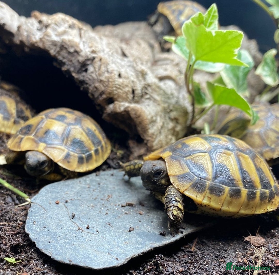 Tortoise reptiles for sale: Hermanns Tortoise (Herman) - Hatchling - Image 6