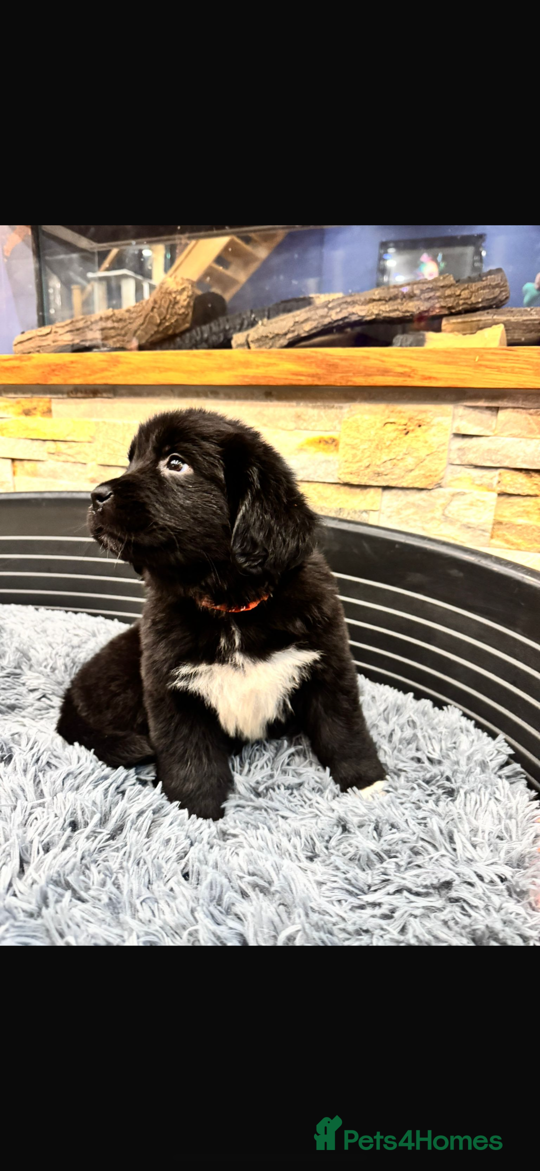 Newfoundland dogs for sale: Newfoundland puppies - Image 27