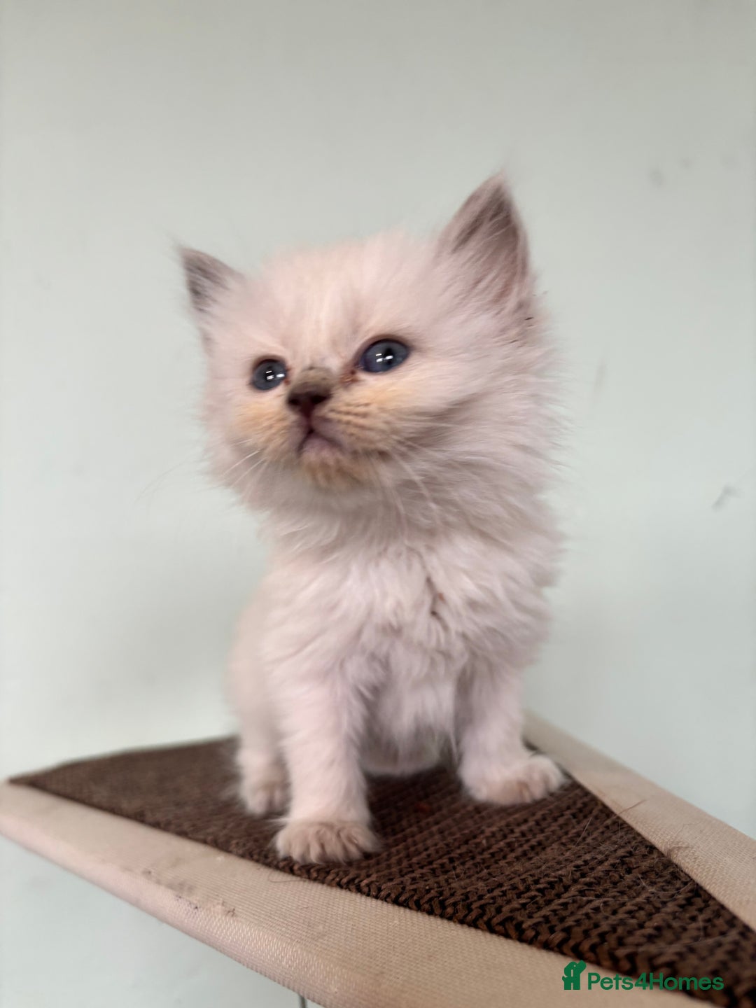 Ragdoll cats for stud: Lilac tabby colourpoint for stud - Advert 7