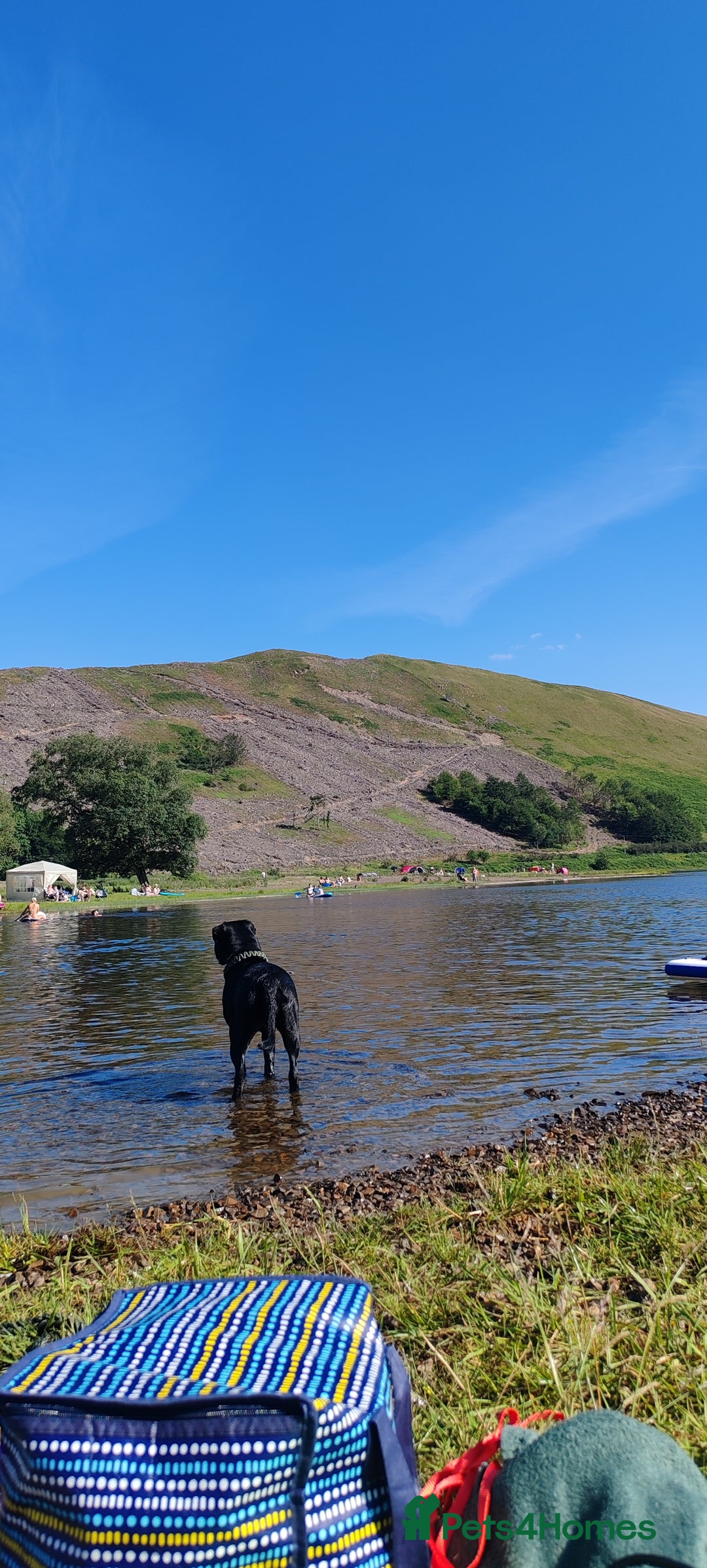 Cane Corso dogs for sale: Cane Corso  - Advert 5