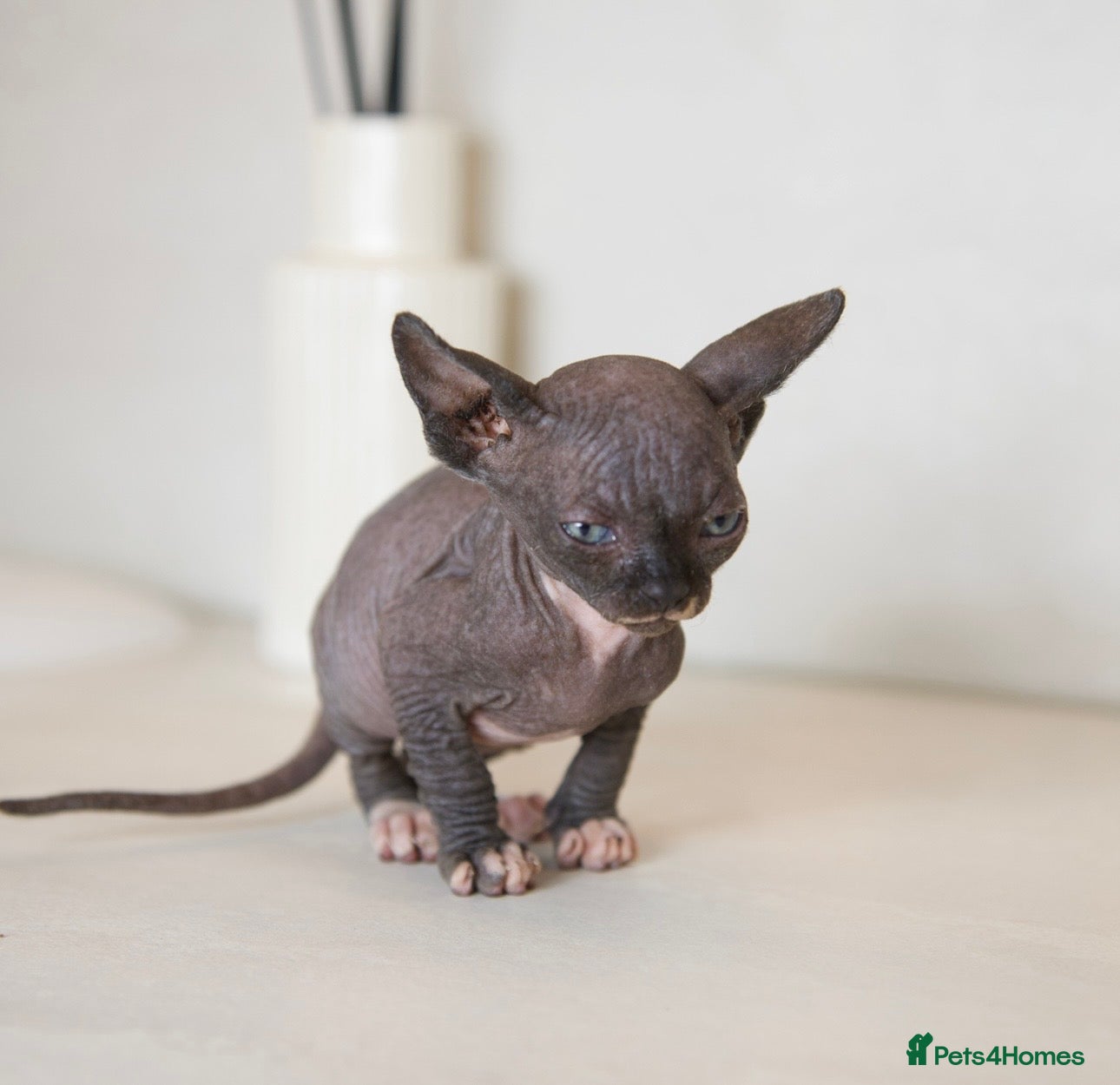 Sphynx cats for sale: Champion Sphynx kittens ready to go  - Advert 10