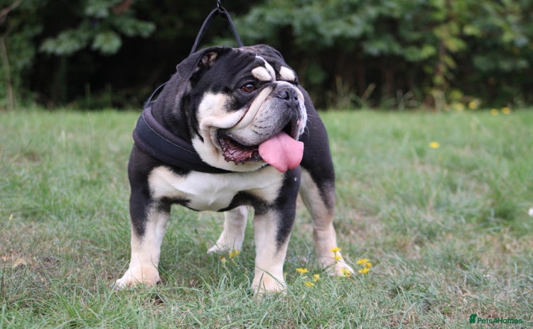 English Bulldog dogs - Advert 4