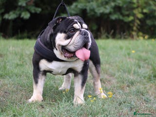 English Bulldog dogs Black and Tan English bulldog - Advert 11