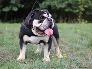 English Bulldog dogs Black and Tan English bulldog - Advert 18