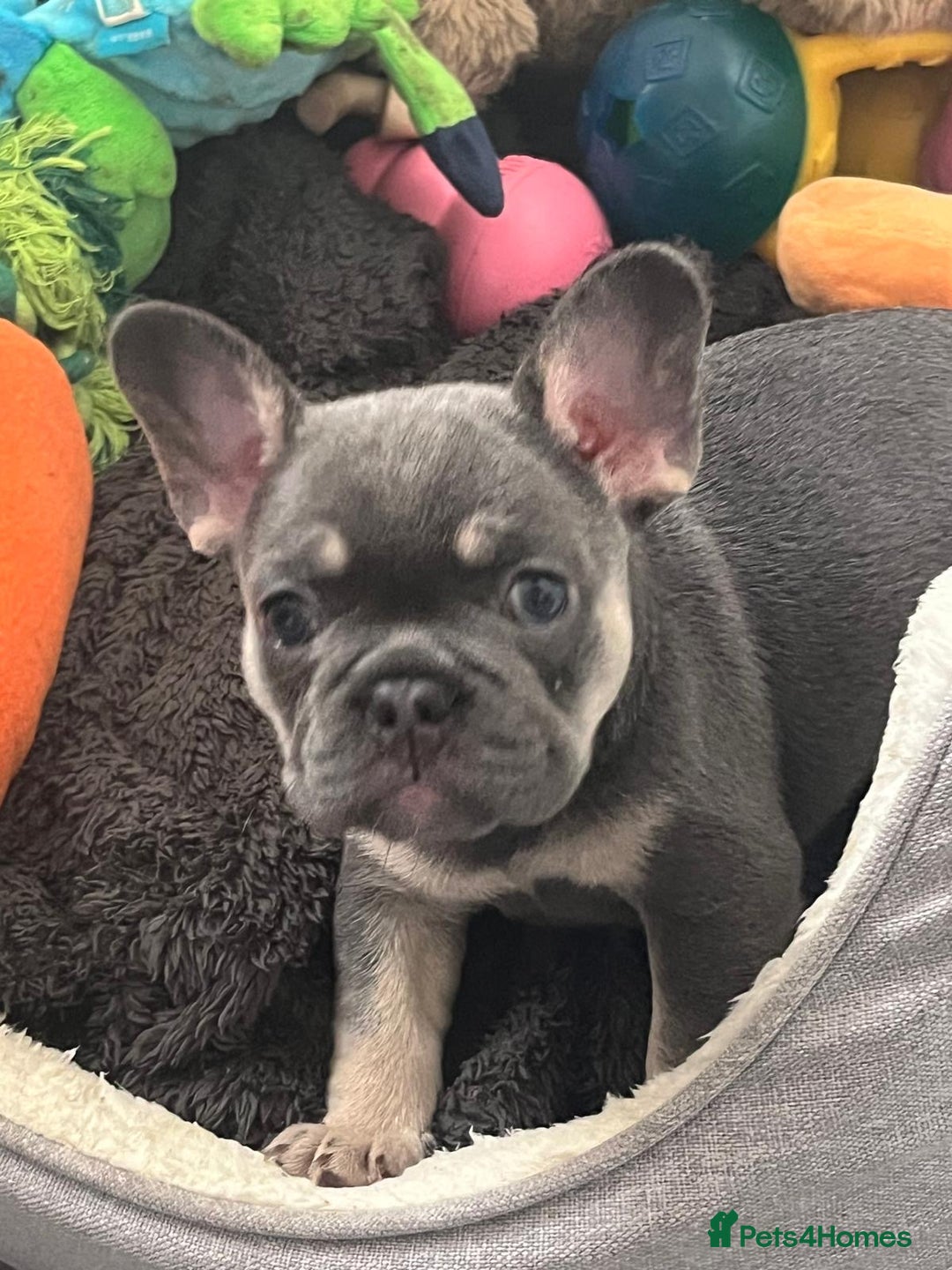 French Bulldog dogs for sale: London’s French Bulldog Puppies 🏴󠁧󠁢󠁥󠁮󠁧󠁿 - Advert 20