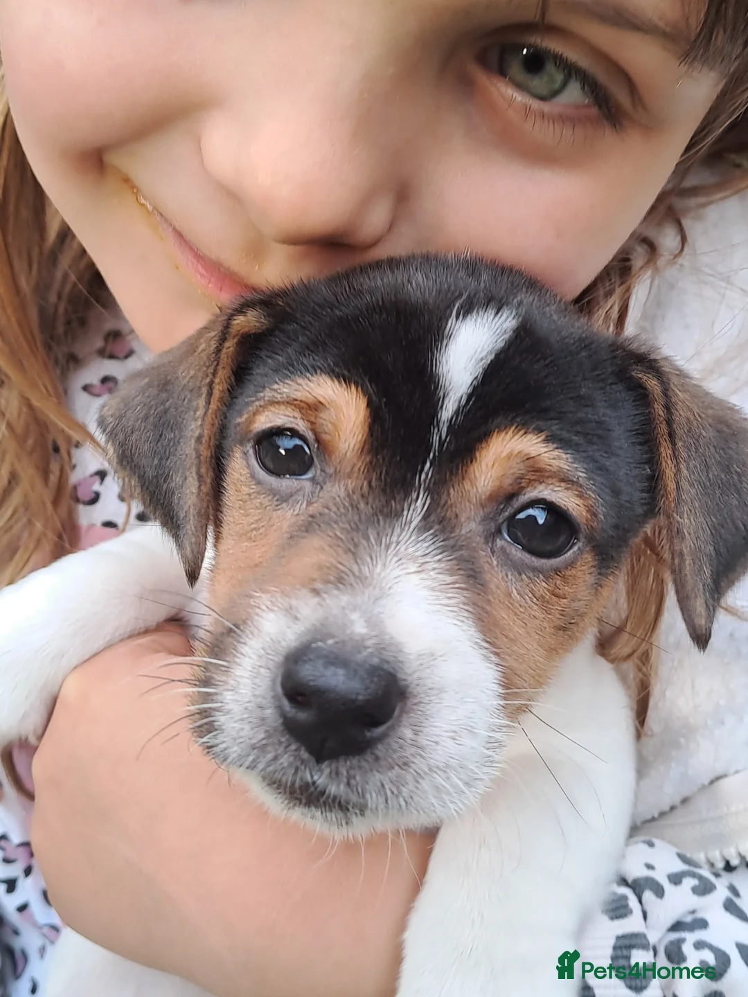 Jack Russell dogs for sale:  Jack Russell miniature  - Advert 2