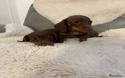 Miniature Dachshund dogs for sale: Miniature dachshund puppies  - Image 9