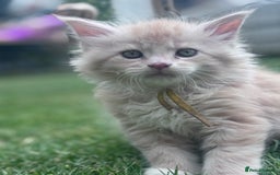 Maine Coon cats for sale: Final kitten left 🧡💛🧡💛 - Image 22