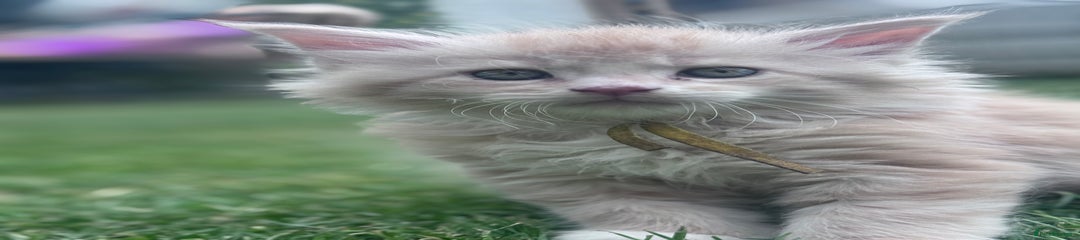 Maine Coon YELLOW 