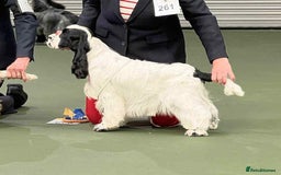 Cocker Spaniel dogs for sale: Show Cocker Spaniels - KC registered - Image 5