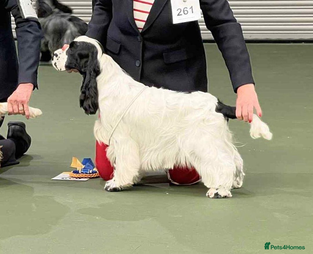 Cocker Spaniel dogs for sale: Show Cocker Spaniels - KC registered - Image 5