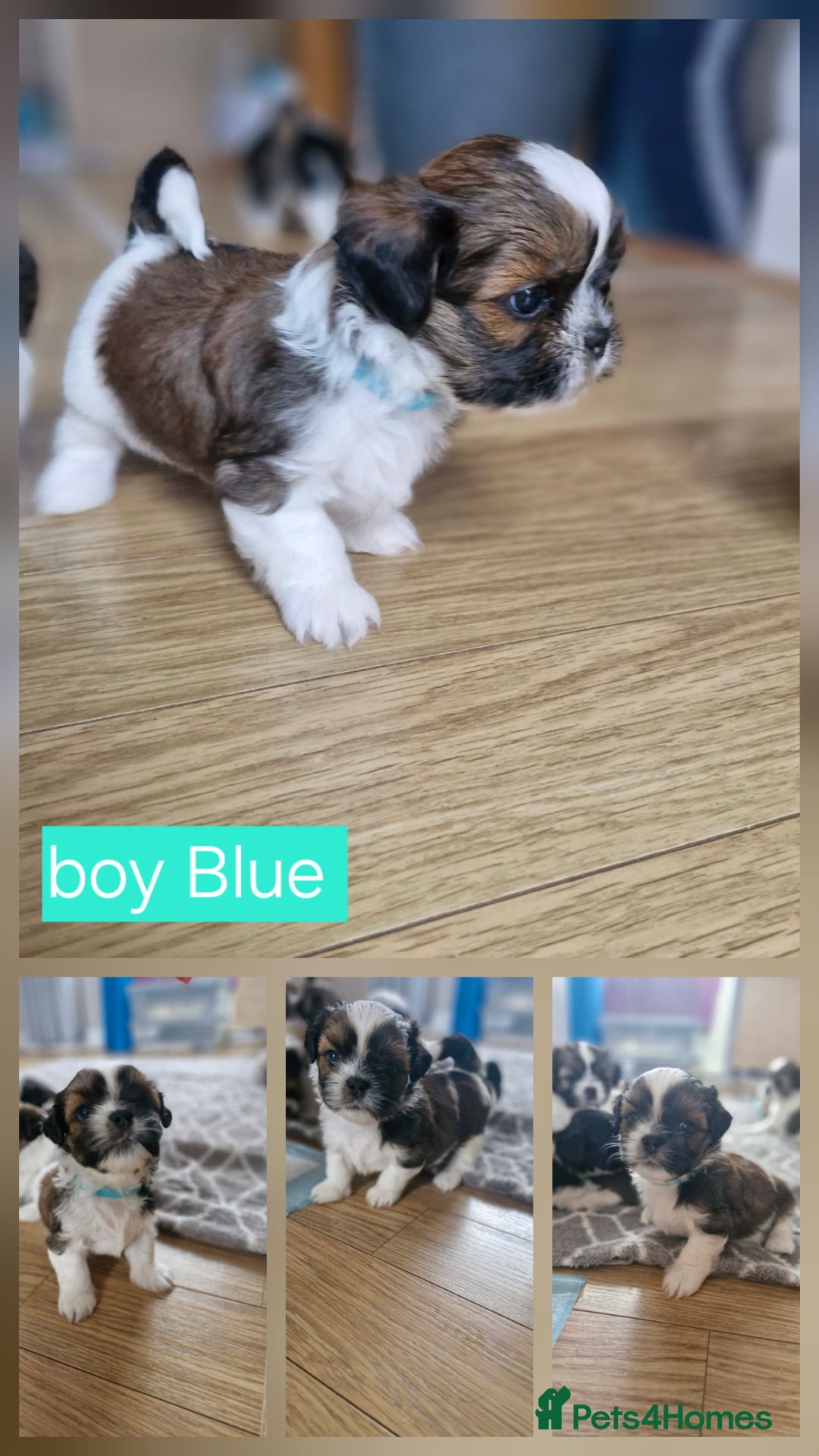 Mixed Breed dogs for sale:  Gorgeous Shih tzu poppies .🐶🐾 - Image 14