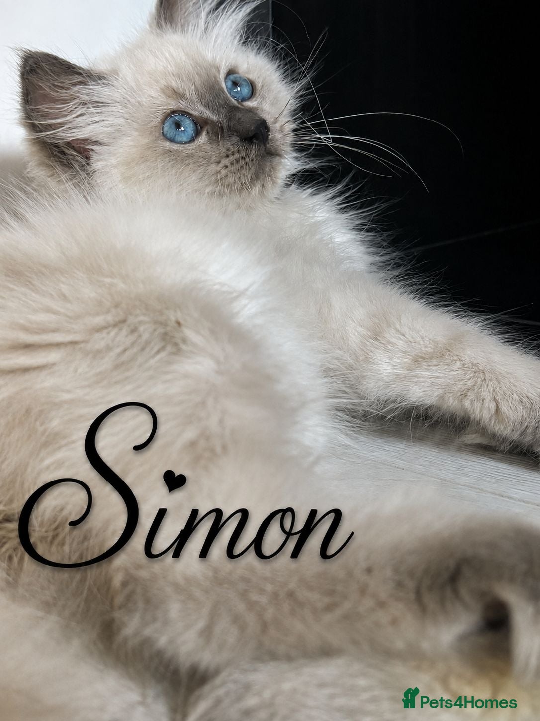 Ragdoll cats 1 Stunning TICA-Registered Ragdoll Boy - Simon - Advert 2